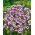 Gilia tricolor - Bird’s eyes - Gilia tricolor - Most delicate pastel mix, longest floral show - Fresh Seeds