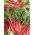 BIO Swiss chard - Rhubarb Chard - Striking red stems with glossy dark green leaves - Fresh Seeds