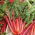 BIO Swiss chard - Rhubarb Chard - Striking red stems with glossy dark green leaves - Fresh Seeds