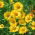 Kokardeblomst - Aurea Pura - Gul - Gaillardia aristata - Ren gylden glans - Friske frø