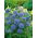 Gilia leptantha - Gilia leptantha - Exotische Eleganz, bienenfreundliche Pflanze - Samen