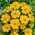 French Marigold - Silvia - Tagetes patula - Golden-yellow single blooms with frilled petals - Fresh Seeds