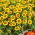 Tagete - Legion of Honour - Tagetes patula - Straordinari fiori bicolori - petali dorati con centri bordeaux - Semi Freschi
