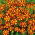 French Marigold - Court Jester - Tagetes patula - Flowers Non-Stop from June to October - Fresh Seeds