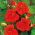 Große Kapuzinerkresse - Scarlet Gleam - Tropaeolum majus - 150 cm langer Rankwuchs - perfekt für Zäune, Pergolen und Kübel - Samen