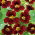 Capuchina Enana - Black Velvet - Tropaeolum majus var. nanum - Crecimiento compacto y frondoso, ideal para bordes, ribetes y macetas - Semillas frescas