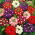 Garden Verbena - Sparkle - Verbena hybrida - Cascading Beauty for Planters, Pots & Hanging Baskets - Fresh Seeds