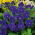 Hornveilchen - Admiration - Viola cornuta - Miniatur-Eleganz - Fülle von violett-blauen Blüten - Samen