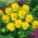 Hornveilchen - Yellow Perfection - Viola cornuta - Kompakte Leuchtkraft - ideal für Rabatten, Töpfe und Steingärten - Samen