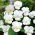 Hornveilchen - White Perfection - Viola cornuta - Kompakt und stilvoll - ideal für Rabatten und Töpfe - Samen