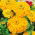 Zinnie Dahlienblütige - Golden State - Zinnia elegans - Ideal als Schnittblume - hält lange frisch in der Vase - Samen