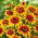 Zinnia Dahlia Flowered - Sombrero - Zinnia elegans - Fiery Bicolour Blooms - Red Meets Gold in Every Petal - Fresh Seeds