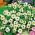 Mexican Zinnia - White - Zinnia haageana - Elegant White Carpet Blooms - Pure Garden Sophistication - Fresh Seeds