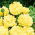 Poppy - Peony Flowered - Yellow - Papaver paeoniflorum - Ideal for sunny borders and wildflower meadows - Fresh Seeds