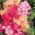 Drummond's Phlox - Cecily - Pastel Mixed - Phlox drummondii - Whimsical Pastel Blooms for Romantic Garden Borders - Fresh Seeds