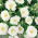 Portulakröschen - Gefüllte - Weiß - Portulaca grandiflora - Ideal für Rabatten, Kübel und Steingärten - Samen