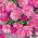 Portulaca Grandiflora - Doppia - Rosa - Portulaca grandiflora - Perfetto per bordi, vasi e roccaglie - Semi Freschi