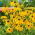 Gewöhnliche Sonnenhut - Rudbeckia fulgida - Leuchtend gelbe Blütenblätter mit dunkler Mitte - Samen