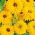Gefüllte Sonnenhut - Golden Daisies - Rudbeckia hirta - Hervorragend für frische Blumensträuße - lange Haltbarkeit in der Vase und robuste Stängel - Samen