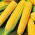 BIO Sweet corn - Golden Bantam - Heirloom variety with buttery, sweet flavour - Fresh Seeds