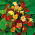 Große Kapuzinerkresse - Gleam - Mischung - Tropaeolum majus - Rankend oder kletternd, erreicht bis zu 150 cm - Samen