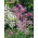 Large Pink, Dianthus Superbus mix seeds - Dianthus superbus - 280 seeds