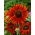Sonnenblume - Velvet Queen - Helianthus annuus - 100 g - Ideal für moderne und rustikale Gartenstile - Samen