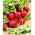 Radish - Carmesa - 100 g - Thin Skin, Big Flavour - Perfect for Salads - Fresh Seeds