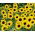 Dwarf Sunflower - Bambino - Helianthus annuus - 1 kg - Pollinator Powerhouse - Attracts Bees, Butterflies & Beneficial Insects - Fresh Seeds