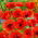 Червен полски мак - Papaver rhoeas - 100 г - Класически избор за цветни ливади - Свежи семена