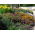 Smog-Absorbing Plant Mix - Clear the Air - 5 kg - Fresh Seeds