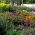 Smog-Absorbing Plant Mix - Clear the Air - 5 kg - Fresh Seeds