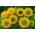Dwarf Sunflower - Mixed - Helianthus annuus - 1 kg - Pollinator-Friendly - Attract Bees & Butterflies - Fresh Seeds