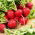 Radish - Carmesa - 100 g - Thin Skin, Big Flavour - Perfect for Salads - Fresh Seeds
