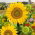 Dvärgsolros - Sunspot - Helianthus annuus - 1 kg - Strålande blommor, perfekt för odlingsfält - Färska frön