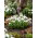 Schneeglöckchen - Mount Everest - Galanthus - Leuchtend reine Blütensterne - Blumenzwiebel - 3 Stück