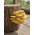Pleurotus citrinopileatus