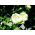 Glockenrebe - Weiß - Cobaea scandens - Schneller Kletterer, erreicht bis zu 10 Meter - Samen