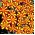 Tagetes patula - Mr Majestic - 105 semi - Tagetes patula L.
