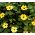 Susannat - seos - 20 siemenet - Thunbergia