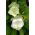 Glockenrebe - Weiß - Cobaea scandens - Schneller Kletterer, erreicht bis zu 10 Meter - Samen