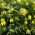 Clematis Golden Tiara, biji Bower Virgin Rusia - Clematis tangutica - 60 biji