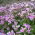 Wall Rock Cress seeds - Arabis alpina gr. rosea - 2350 seeds