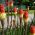 Tritoma, Red Hot Poker - Kniphofia uvaria - Striking Torch-Like Blooms in Fiery Colours - Fresh Seeds