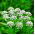 Anason tohumları - Pimpinella anisum - 200 tohumları