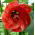 Klokketræ - Abutilon hybridum - Udsøgte klokkeformede blomster i hvid, gul og rød - Friske frø