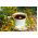 Thee Middag Herb Mix zaden - 