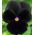 Viola wittrockiana - Black King - nero - 400 semi - Viola x wittrockiana