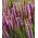 Gayfeather - Pink - Liatris spicata - Majestic Violet Spires - Fresh Seeds