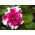 Petunia Purple Pirouette semena - Petunia x hybrida fl. pl - 50 semen -  Petunia x hybrida fl. pl. 